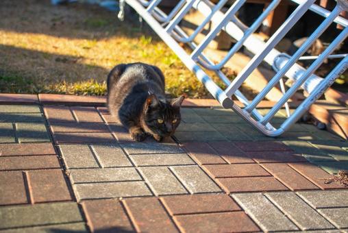 陽だまりの黒猫 猫,黒猫,動物の写真素材