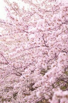 Photo, cherry blossoms, full bloom, pink, 