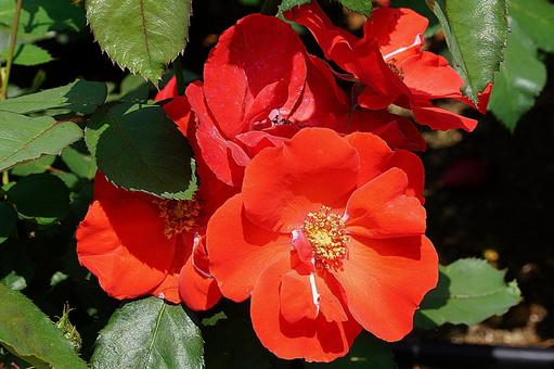 荒牧バラ園692　サラバンド 兵庫県,荒牧バラ園,バラの写真素材