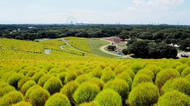 ひたち海浜公園・色づき始めたコキア&森林 ひたち海浜公園・色づき始めたコキア&森林の写真