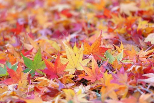 もみじ 秋のイメージ もみじ 秋のイメージ 秋,紅葉,葉の写真素材