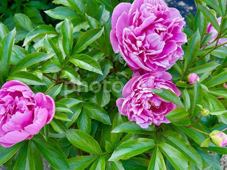 桃色のシャクナゲの花が咲きました（横） シャクナゲ,赤,つぼみの写真素材