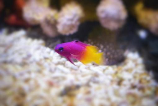 ピンクと黄色の熱帯魚 熱帯魚,魚,観賞魚の写真素材
