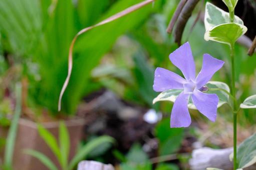 お庭に咲く花 お庭に咲く花の写真