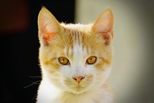 Kitten face, JPG Kitten face, JPG
