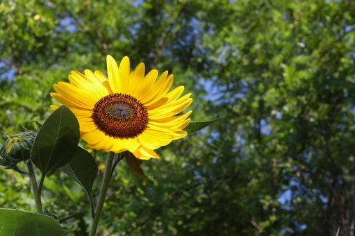 太陽の花明るい気持ちになる向日葵 太陽の花明るい気持ちになる向日葵の写真