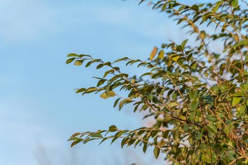 青空に伸びる緑の枝 青空に伸びる緑の枝の写真