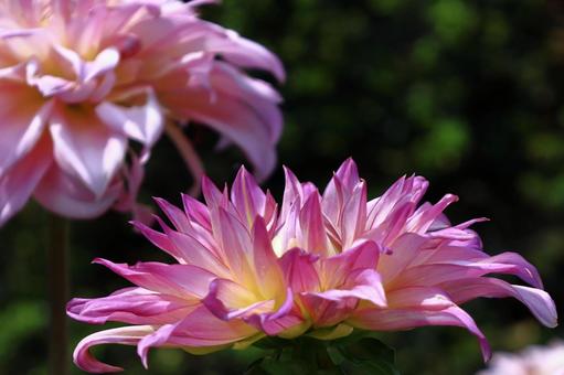 色鮮やかな大輪 色鮮やかな大輪 ダリア,花,キク科の植物の写真素材