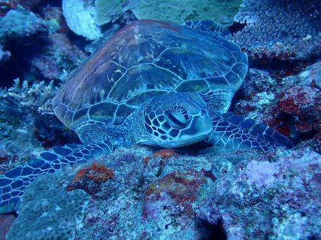 アオウミガメ アオウミガメ 魚,海,風景の写真素材