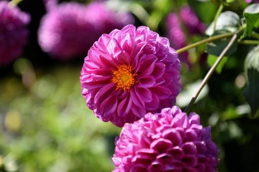 ダリアの花 ダリアの花 ダリア,花,花びらの写真素材