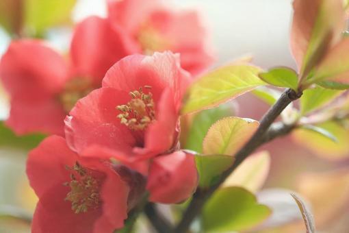 ぼけの花 ぼけの花の写真