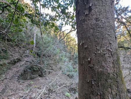 獲物を待つ木陰 木,自然,山の写真素材