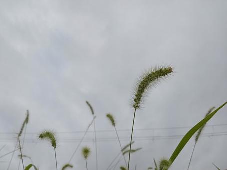 曇り空とねこじゃらしの写真