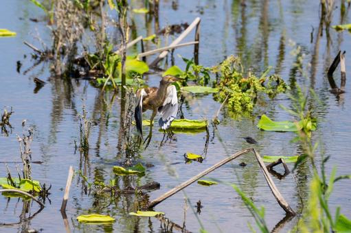 Photo, bird, yellow bittern, wild bird, 