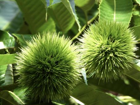 実のなる木 実のなる木 植物,実,川辺の写真素材