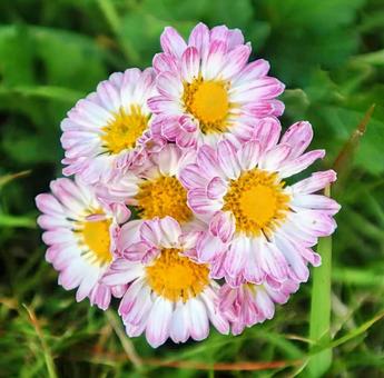 花束みたい 菊,花,自然の写真素材