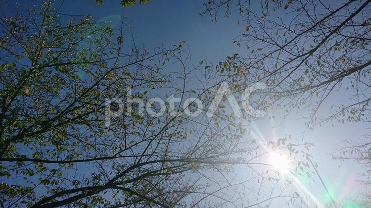 木漏れ日 木,葉,太陽の写真素材