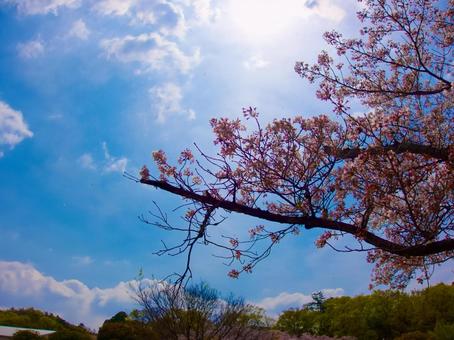 桜 桜の写真