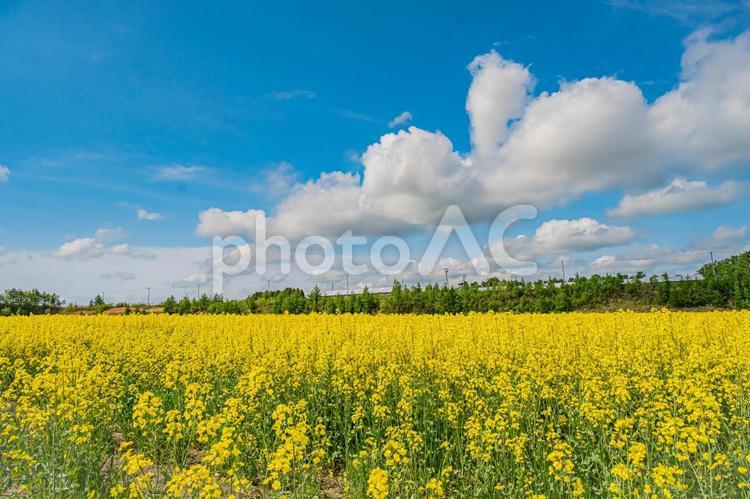 北海道　安平町の菜の花畑 北海道,hokkaido,安平の写真素材