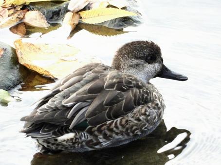 川面で佇むコガモ 鳥,野鳥,コガモの写真素材