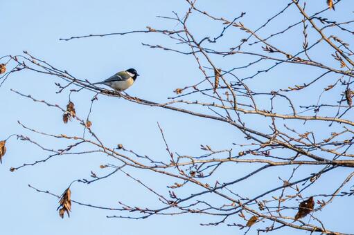 シジュウカラ(172) 野鳥,鳥,シジュウカラの写真素材