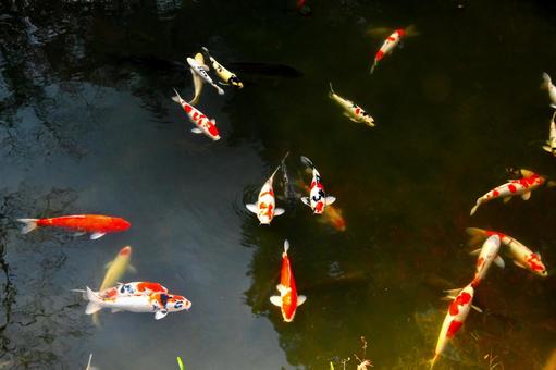 堀の池を泳ぐ綺麗なニシキゴイ 堀の池を泳ぐ綺麗なニシキゴイの写真