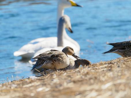 Duck with its beak half open, JPG