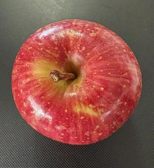 R7.11.14　りんごサンふじ りんごサンふじ,りんご,フルーツの写真素材