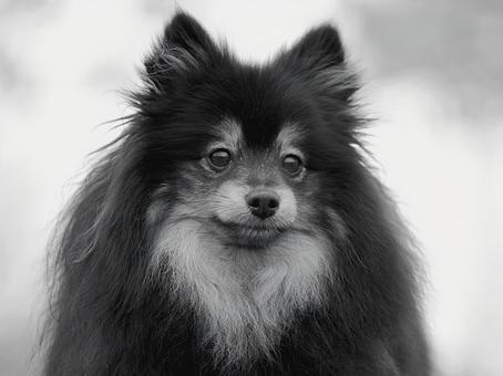 Pomeranian close up, JPG Pomeranian close up, JPG