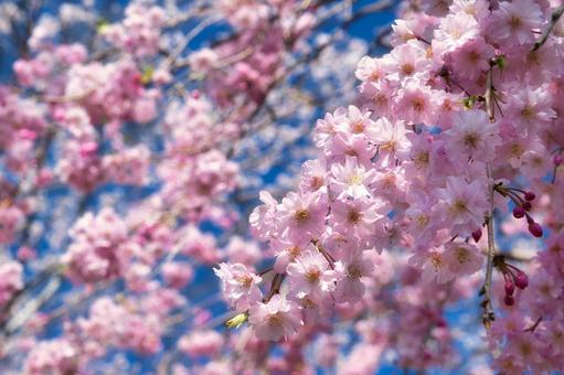 桜 桜の写真