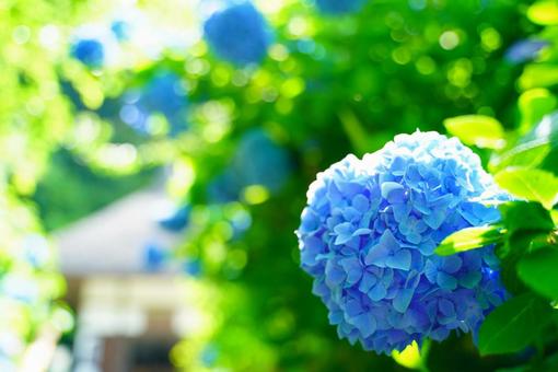 Hydrangea, JPG Hydrangea, JPG