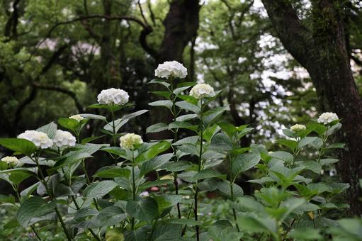 森の白い紫陽花群生 紫陽花,あじさい,白の写真素材