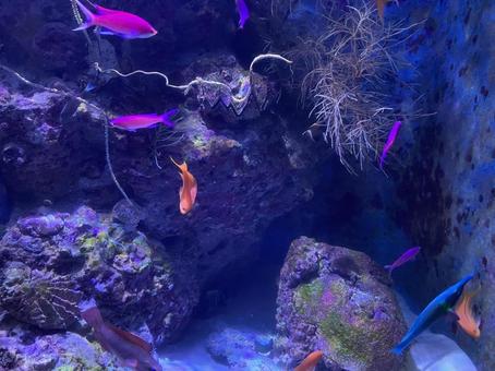 熱帯魚 熱帯魚の写真