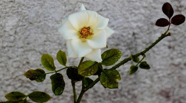 花　バラの写真