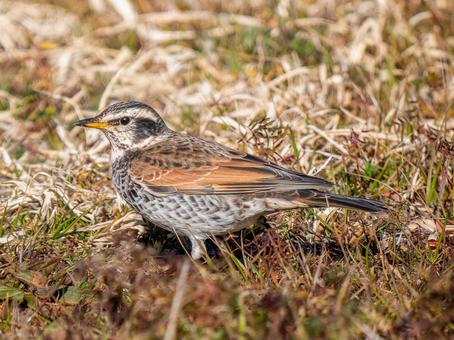地面を歩くツグミ ツグミ,野鳥,鳥の写真素材