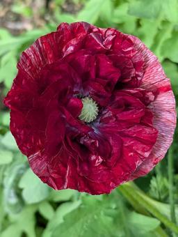 ポピーの花 6 ポピー,パンドラ,赤の写真素材