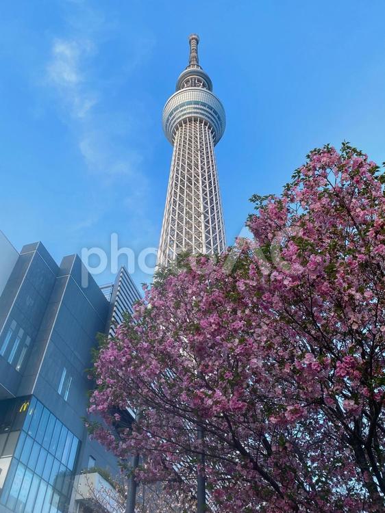 東京スカイツリーと桜 東京スカイツリー,桜,さくらの写真素材