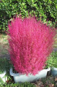 コキア コキア,植物,ピンク色の写真素材