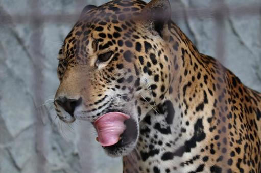 Close-up of a jaguar's face in a fence, fence, in, jaguar, JPG