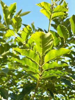 シマトネリコの生長と晴れの日の青空７５ シマトネリコ,トネリコ,緑の写真素材