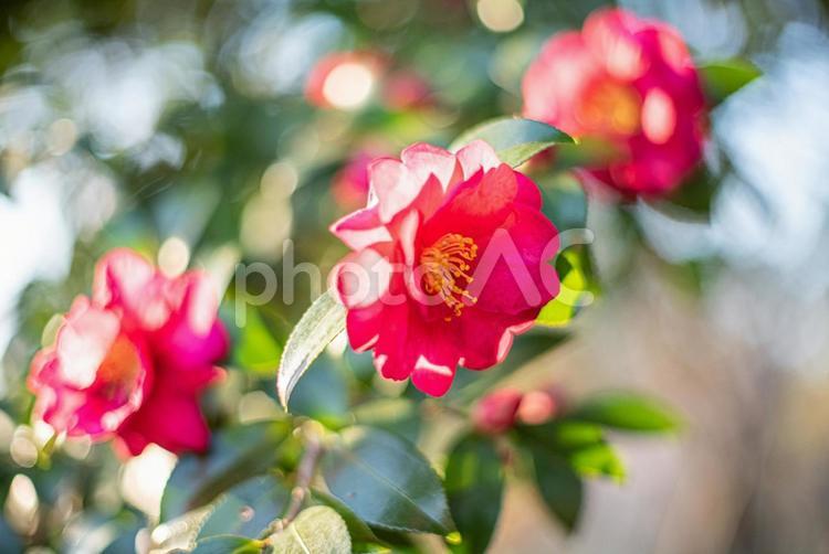 冬の公園　サザンカ４ 茶梅,サザンカ,冬の写真素材