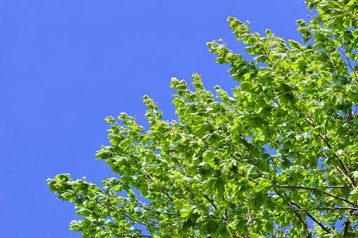 青空と風になびく自然の葉 青空,自然,森の写真素材