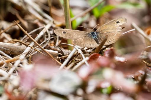 Photo, spring, butterfly, five-ring satyrs, 