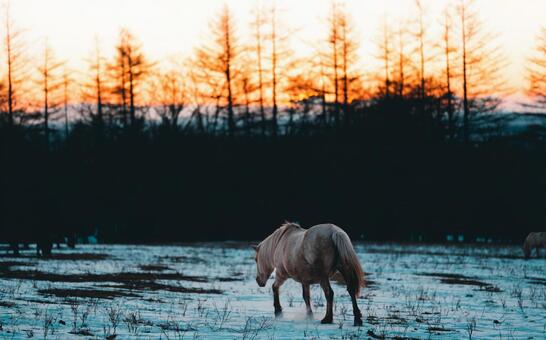朝焼けと道産子 朝焼け,馬,どさんこの写真素材