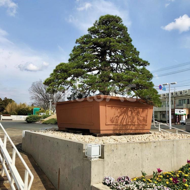 盆栽 盆栽,浜松,浜松フラワーパークの写真素材