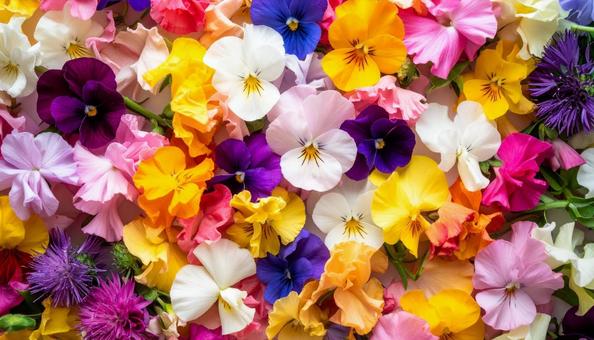 1月誕生花 スイートピー、グロリオサ 1月誕生花 スイートピー、グロリオサの写真