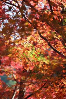 紅葉 紅葉の写真