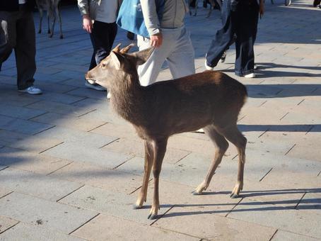 東大寺参道に立つ鹿の写真