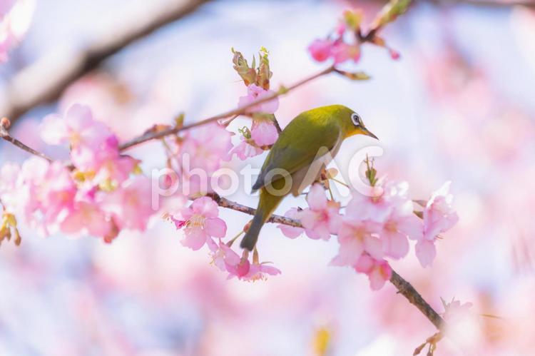 桜とメジロ　4 メジロ,さくら,サクラの写真素材
