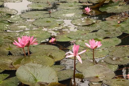 池で咲くピンクのハスの花 ハス,蓮,ピンクの写真素材